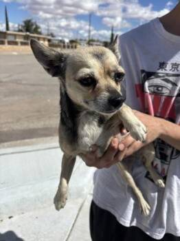 skeeta -  Chihuahua and Mixed Breed Dog for Adoption in El Paso, Texas - Skeeta | PetCurious