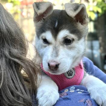 Cookie -  Husky and Mixed Breed Dog for Adoption in San Francisco, California - Cookie | PetCurious