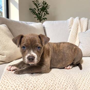 Groot -  Pit Bull Terrier Dog for Adoption in Fort Worth, Texas - Groot | PetCurious