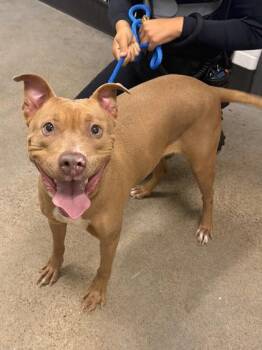 Isla -  Pit Bull Terrier Dog Available for Adoption in Cleveland, Ohio - Isla | PetCurious