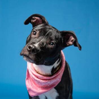 Symphony -  American Staffordshire Terrier and Mixed Breed Dog for Adoption in Atlanta, Georgia - Symphony | PetCurious