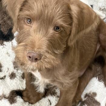 German Wirehaired Pointer and Mixed Breed Dogs Available for Adoption - JOEY | PetCurious