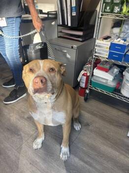 EDDIE -  Pit Bull Terrier Dog for Adoption in San Jose, California - EDDIE | PetCurious