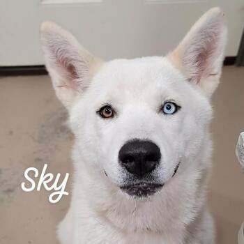 Husky Dogs Available for Adoption in Buchanan Dam, Texas - Sky | PetCurious
