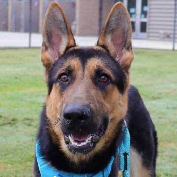 Rescue German Shepherd Dog Dogs for Adoption in Clovis, California - Eden | PetCurious