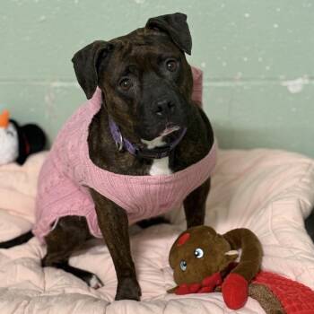 Stormi -  Pit Bull Terrier Dog for Adoption in Ridgely, Maryland - Stormi | PetCurious