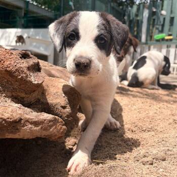 Mixed Breed Dogs Available for Adoption in Vaughan, Ontario - Franchesca | PetCurious