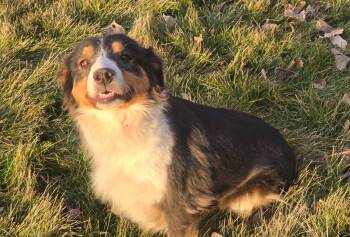 Australian Shepherd Dogs Available for Adoption - Luna | PetCurious
