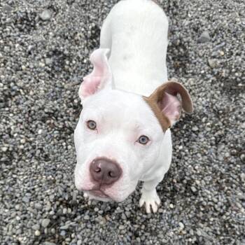 Mixed Breed Dogs Available for Adoption in Binghamton, New York - U-Haul | PetCurious