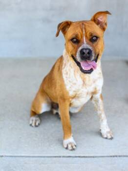 Smooch -  Mixed Breed Dog for Adoption in Longmont, Colorado - Smooch | PetCurious