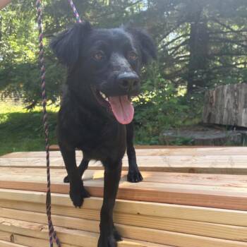 SONY -  Black Labrador Retriever Dog for Adoption in Graham, Washington - SONY | PetCurious