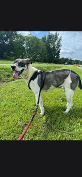 Jade -  Terrier Dog for Adoption in Camden, Tennessee - Jade | PetCurious