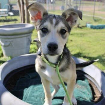 Shepherd Dogs Available for Adoption - Laverne In NH! Come Meet Our Adoptable Dogs Wednesday-Saturday.  | PetCurious
