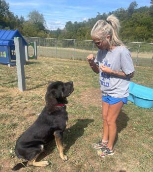 Rescue Saint Bernard and Mastiff Dogs for Adoption in Elizabethtown, Pennsylvania - Buddy | PetCurious