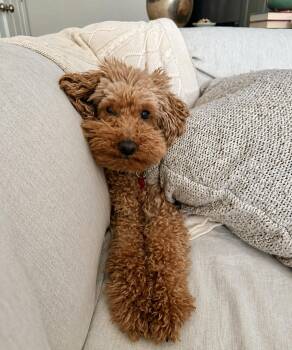 Poodle Dogs Available for Adoption in Cuyahoga Falls, Ohio - Geppetto | PetCurious