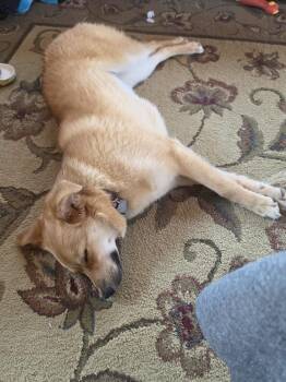 Holly -  Australian Shepherd Dog for Adoption - Holly | PetCurious