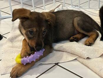 COOPER -  Labrador Retriever and Shepherd Dog for Adoption in Broomfield, Colorado - COOPER | PetCurious