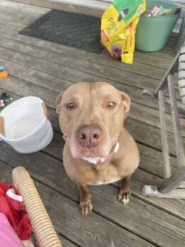 Rescue Terrier and Labrador Retriever Dogs for Adoption in Holly Springs, North Carolina - Ocean | PetCurious
