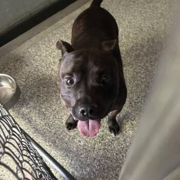 Bite - Rocco -  Mixed Breed Dog for Adoption in Roxboro, North Carolina - Bite - Rocco | PetCurious