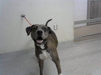 Rescue Staffordshire Bull Terrier and Mixed Breed Dogs for Adoption in Pasadena, Texas - A180789 | PetCurious