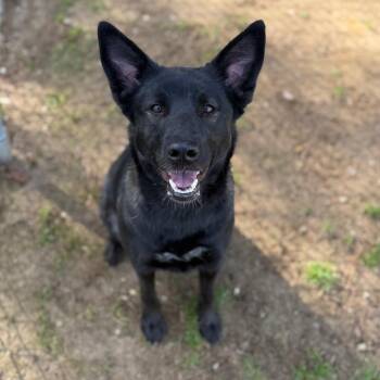 Shepherd Dogs Available for Adoption - Pandora | PetCurious