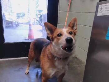 Australian Cattle Dog Blue Heeler Dogs Available for Adoption in Tulsa, Oklahoma - WILLOW | PetCurious