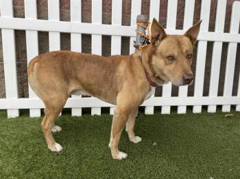 German Shepherd Dog and Pit Bull Terrier Dogs Available for Adoption - HUMBLE | PetCurious