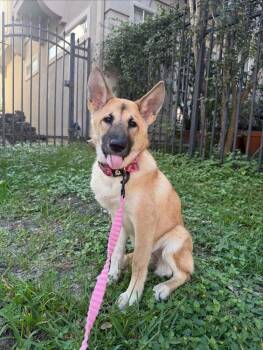 Rescue Shepherd Dogs for Adoption in Denver, Colorado - Luna | PetCurious