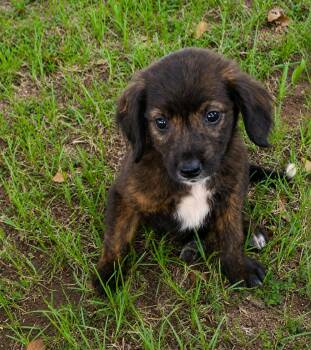 Shadow -  Australian Shepherd and Hound Dog for Adoption in Glocester, Rhode Island - Shadow | PetCurious