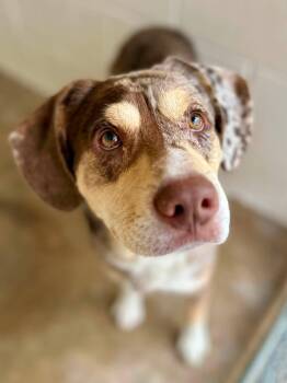 Midway -  Catahoula Leopard Dog Dog for Adoption in Tom Bean, Texas - Midway | PetCurious
