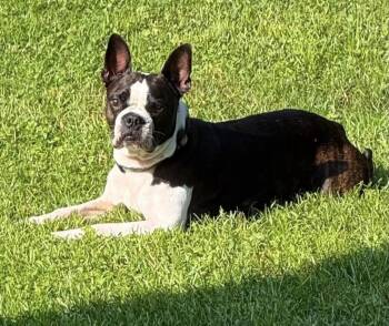 Yoda -  Boston Terrier Dog for Adoption in Milton, Florida - Yoda | PetCurious