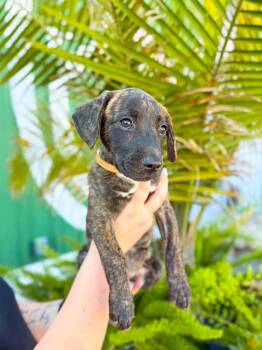Hound and Terrier Dogs Available for Adoption in Charleston, South Carolina - Charm | PetCurious