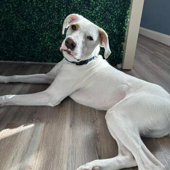 Lumos -  Boxer and Golden Retriever Dog for Adoption in Warren, Rhode Island - Lumos | PetCurious