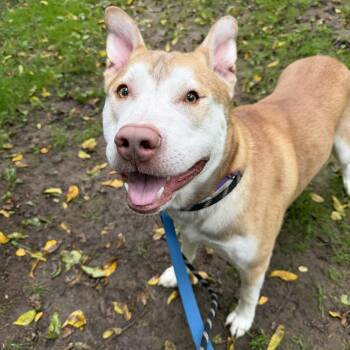 Adlle -  Husky Dog for Adoption in Phoenixville, Pennsylvania - Adlle | PetCurious