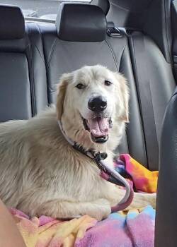 Bianca -  Great Pyrenees Dog for Adoption in Wando, South Carolina - Bianca | PetCurious