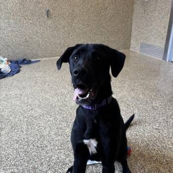 Labrador Retriever and Mixed Breed Dogs Available for Adoption in Merriam, Kansas - Stephen | PetCurious