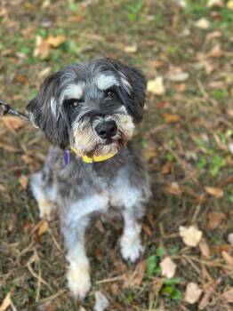 Rescue Miniature Schnauzer Dogs for Adoption in Sandy Springs, Georgia - Peeta | PetCurious