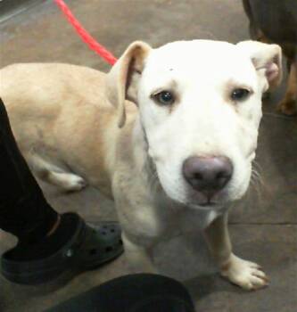 Mixed Breed Dogs Available for Adoption - NIA | PetCurious