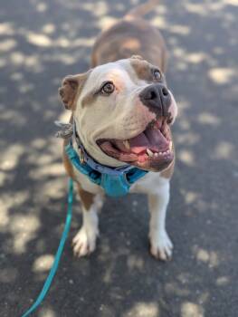 Rescue Pit Bull Terrier Dogs for Adoption in Santa Rosa, California - Glinda | PetCurious