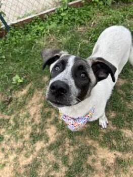 Mixed Breed Dogs Available for Adoption in Balch Springs, Texas - Chica | PetCurious