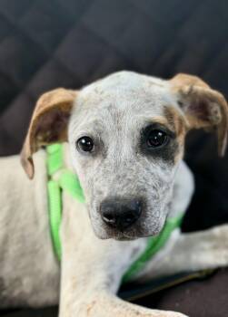Paige -  Australian Cattle Dog Blue Heeler Dog for Adoption in Pensacola, Florida - Paige | PetCurious