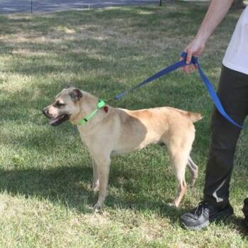 Saint -  Catahoula Leopard Dog and Mixed Breed Dog for Adoption in Elk Grove Village, Illinois - Saint | PetCurious