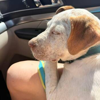 English Pointer Dogs Available for Adoption in Fletcher, Oklahoma - HANK  | PetCurious