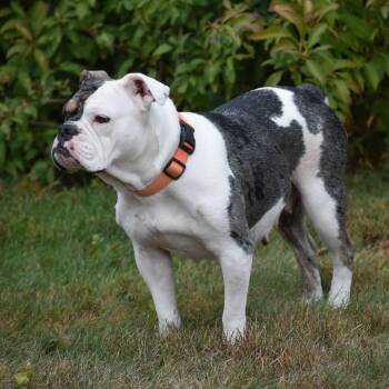Rescue American Bulldog Dogs for Adoption in Torrington, Connecticut - Stella | PetCurious