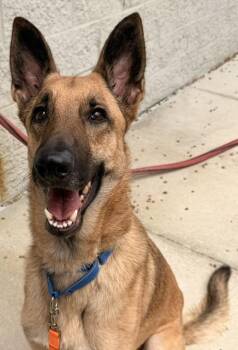 BRUCE -  German Shepherd Dog Dog for Adoption in Jacksonville, Florida - BRUCE | PetCurious