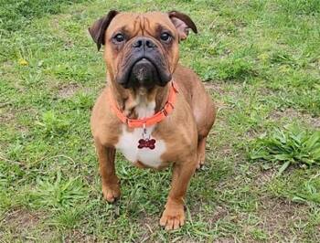 Pit Bull Terrier Dogs Available for Adoption in Springfield, Massachusetts - BOBO | PetCurious