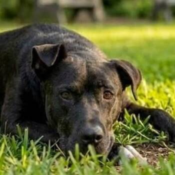 Mama Missy -  Labrador Retriever Dog for Adoption in Houston, Texas - Mama Missy | PetCurious
