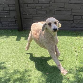 Georgia 3153 -  Standard Poodle Dog for Adoption in Loxahatchee Groves, Florida - Georgia 3153 | PetCurious