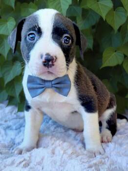 American Staffordshire Terrier and Staffordshire Bull Terrier Dogs Available for Adoption in Newport Beach, California - Macchiato | PetCurious