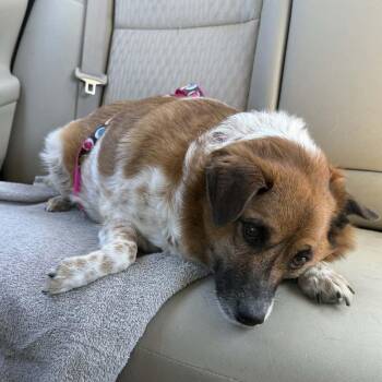 Mixed Breed Dogs Available for Adoption in Olathe, Kansas - Maggie | PetCurious